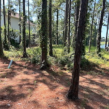 Overwhelmed-by-Overgrowth-We-Can-Help-Miramar-FL 3